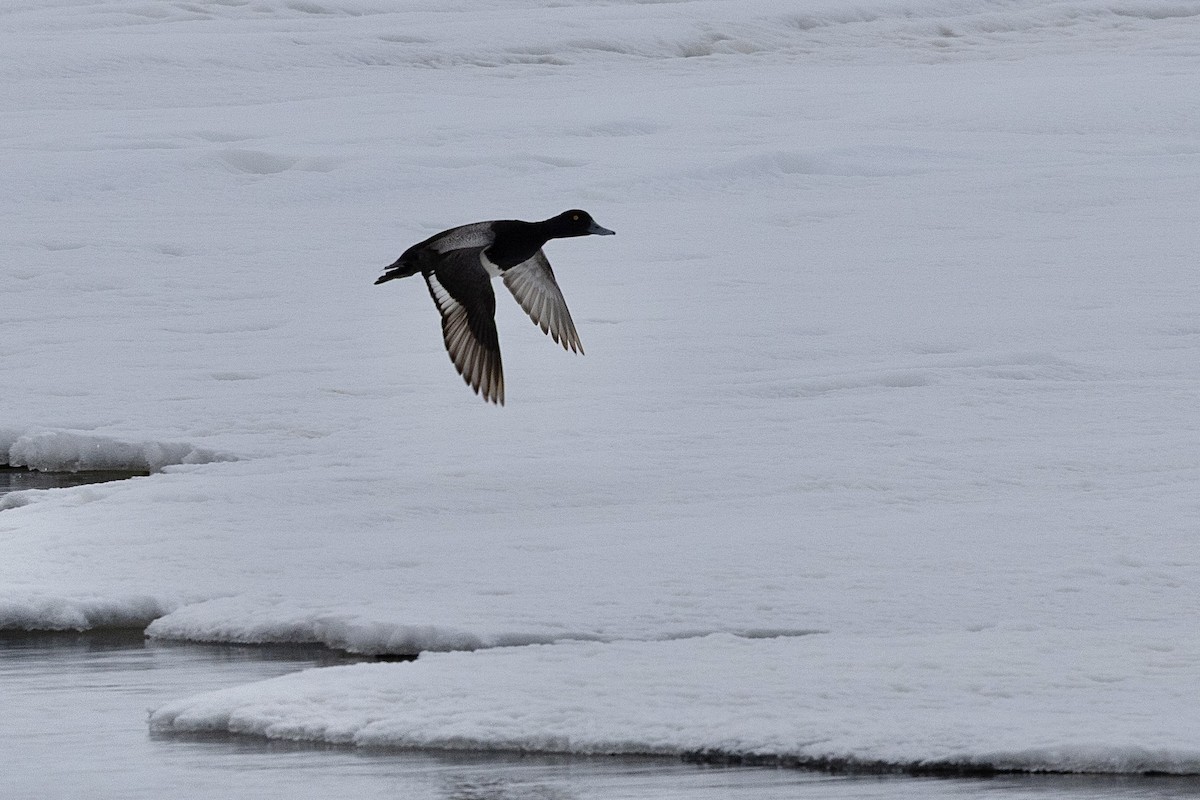 Lesser Scaup - ML638212888