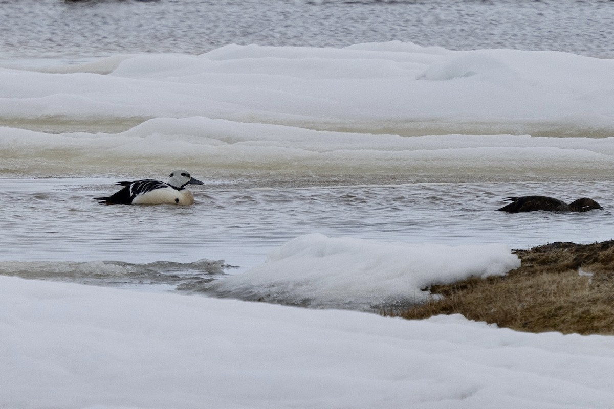 Steller's Eider - ML638212909