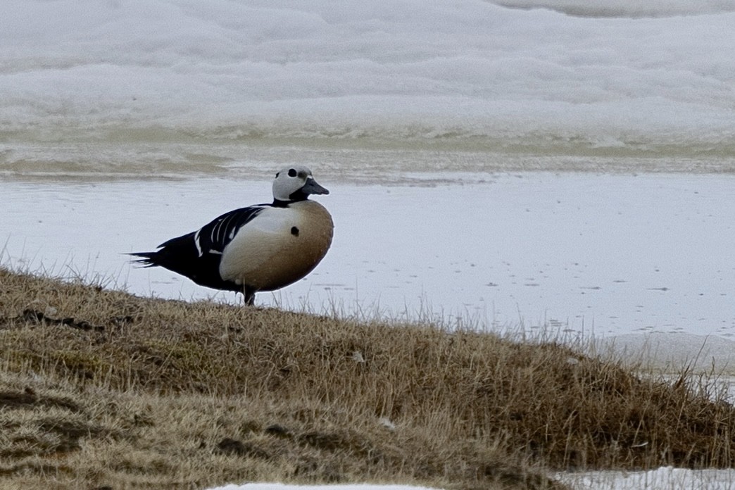 Steller's Eider - ML638212911