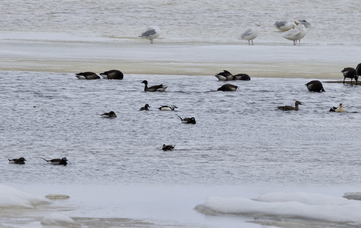 Steller's Eider - ML638212912