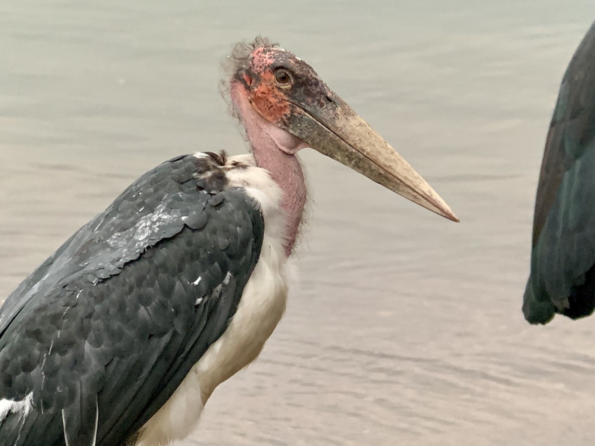 marabu africký - ML638212913