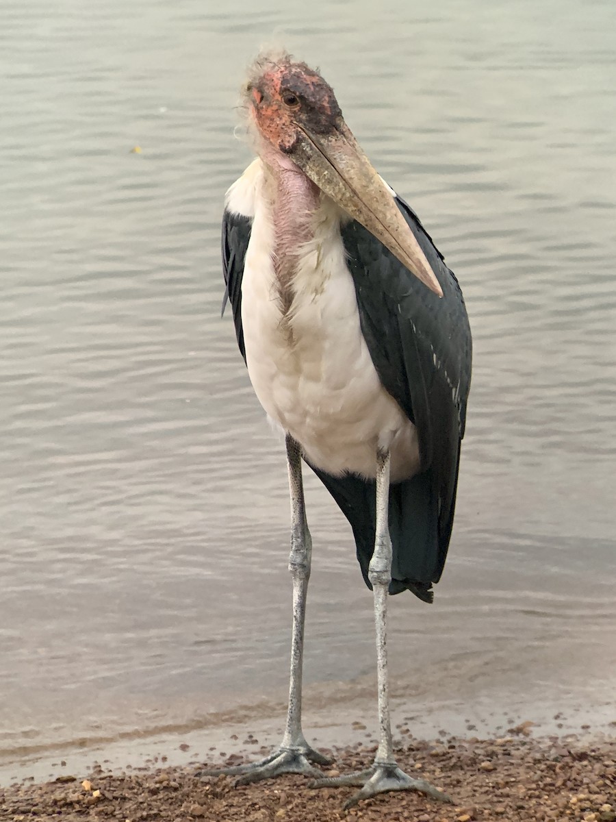 marabu africký - ML638212914