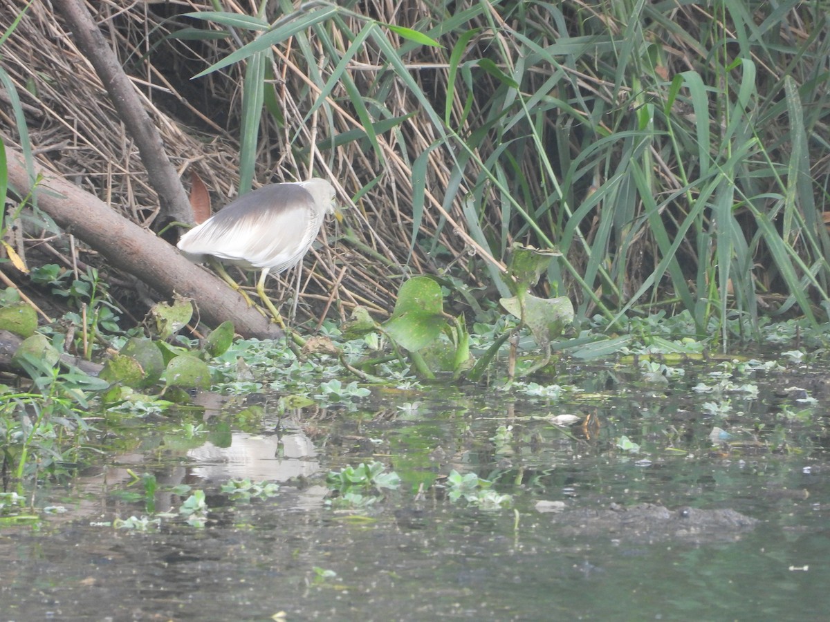 Indian Pond-Heron - ML638212916