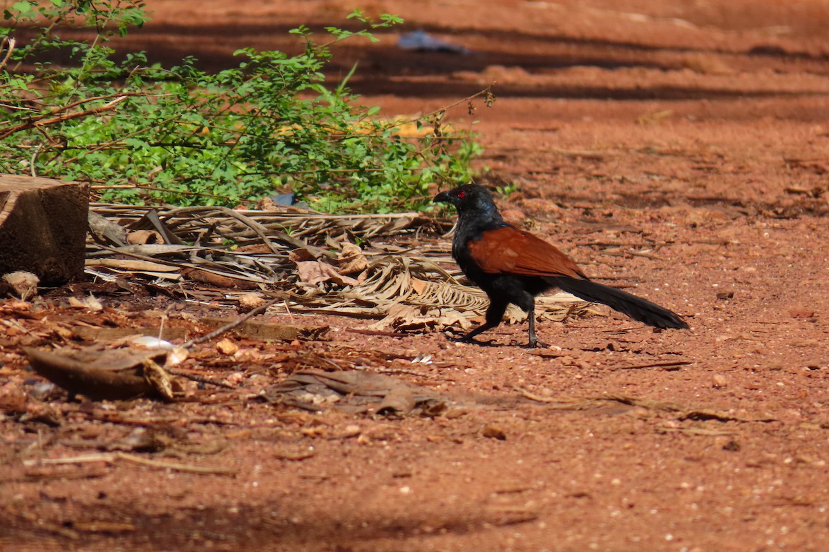 Greater Coucal - ML638212919