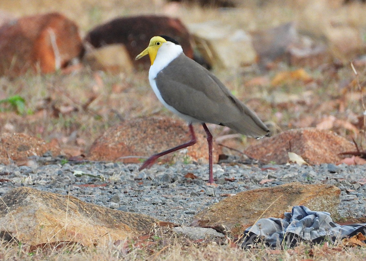 Masked Lapwing - ML638212935