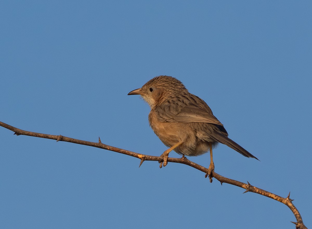 Common Babbler - ML638212962