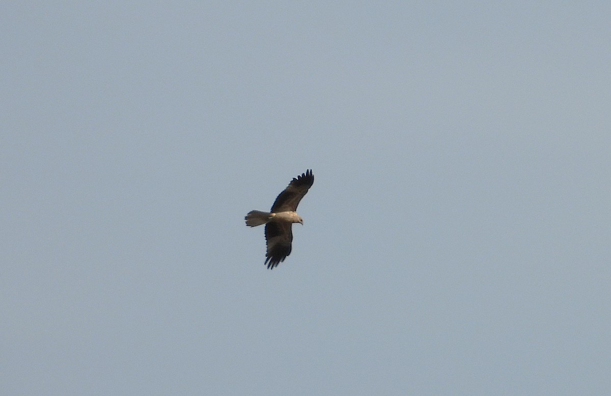 Whistling Kite - ML638212974