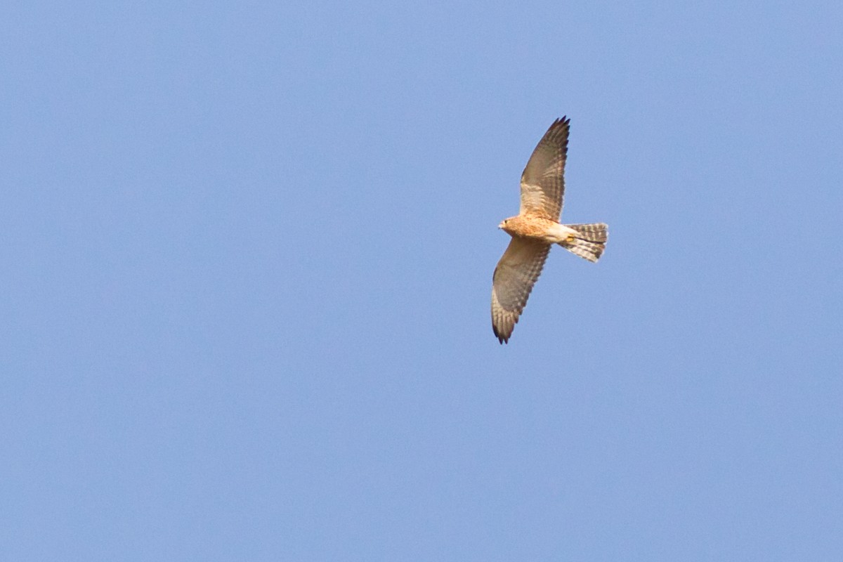 Greater Kestrel - ML638212980