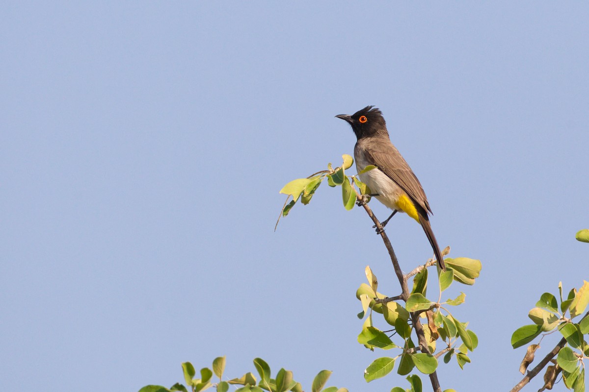 Black-fronted Bulbul - ML638212983