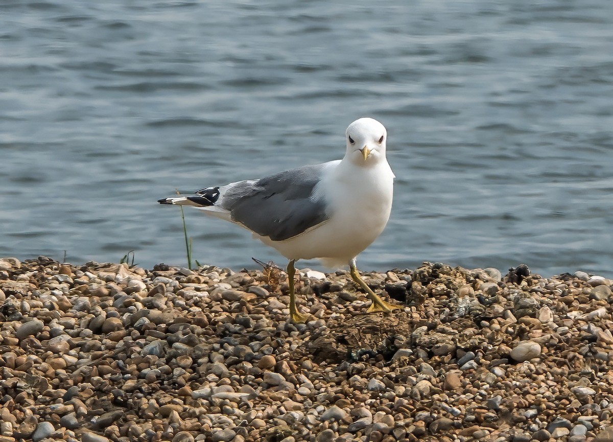 Common Gull - ML638212988