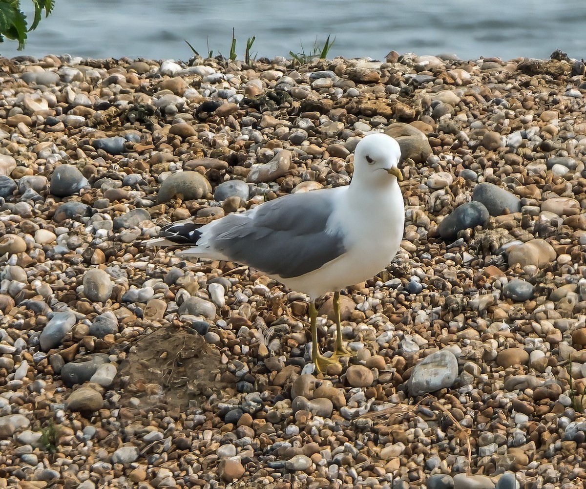 Common Gull - ML638212989