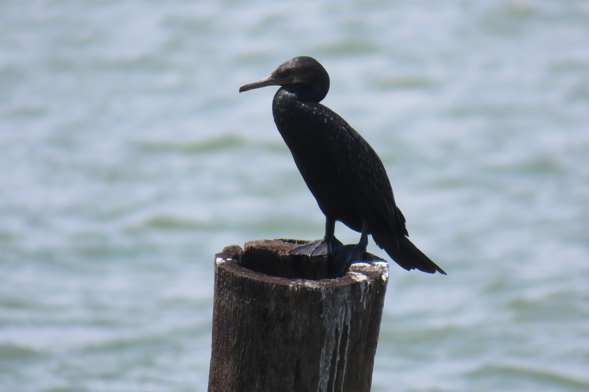 Indian Cormorant - ML638212993