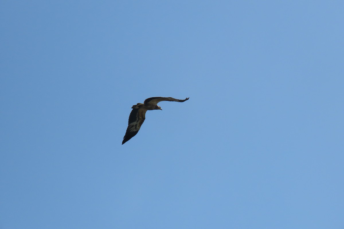White-bellied Sea-Eagle - ML638213038