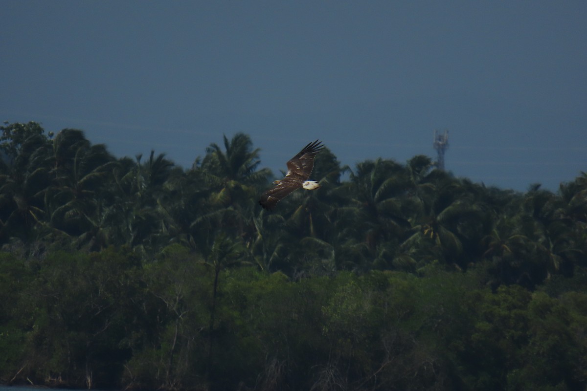 White-bellied Sea-Eagle - ML638213039