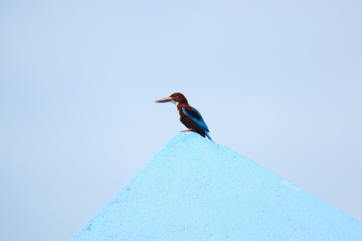 White-throated Kingfisher - ML638213056