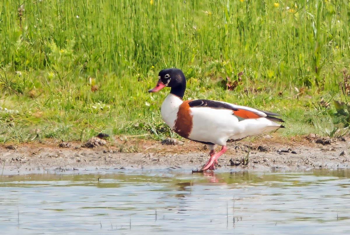 Common Shelduck - ML638213066