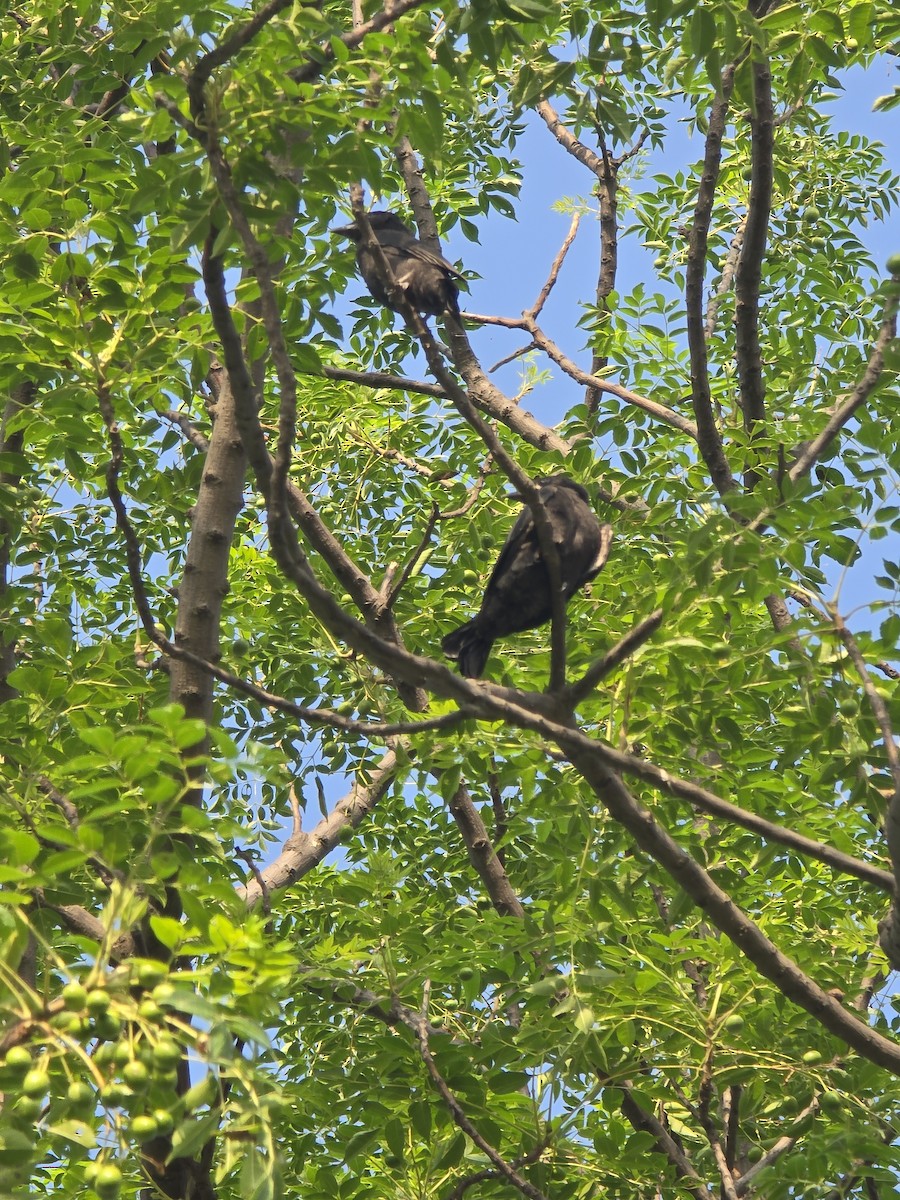 Königsdrongo - ML638213070