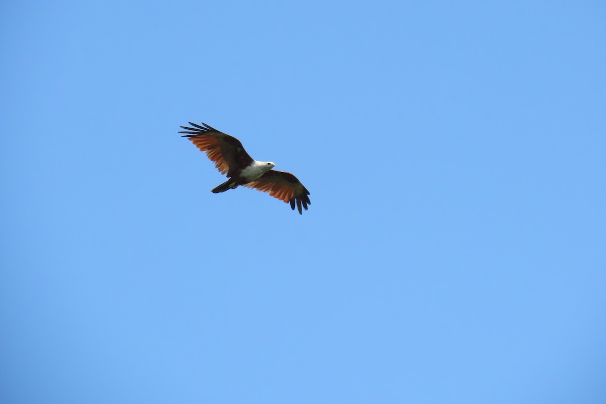 Brahminy Kite - ML638213074