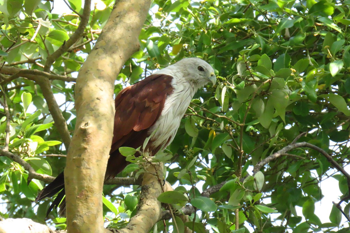 Brahminy Kite - ML638213076