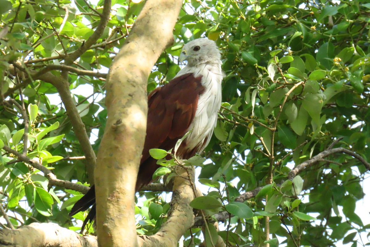 Brahminy Kite - ML638213077