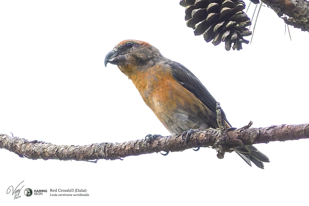Red Crossbill (Dalat) - ML638213088