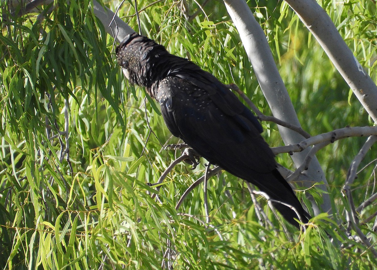 Red-tailed Black-Cockatoo - ML638213092