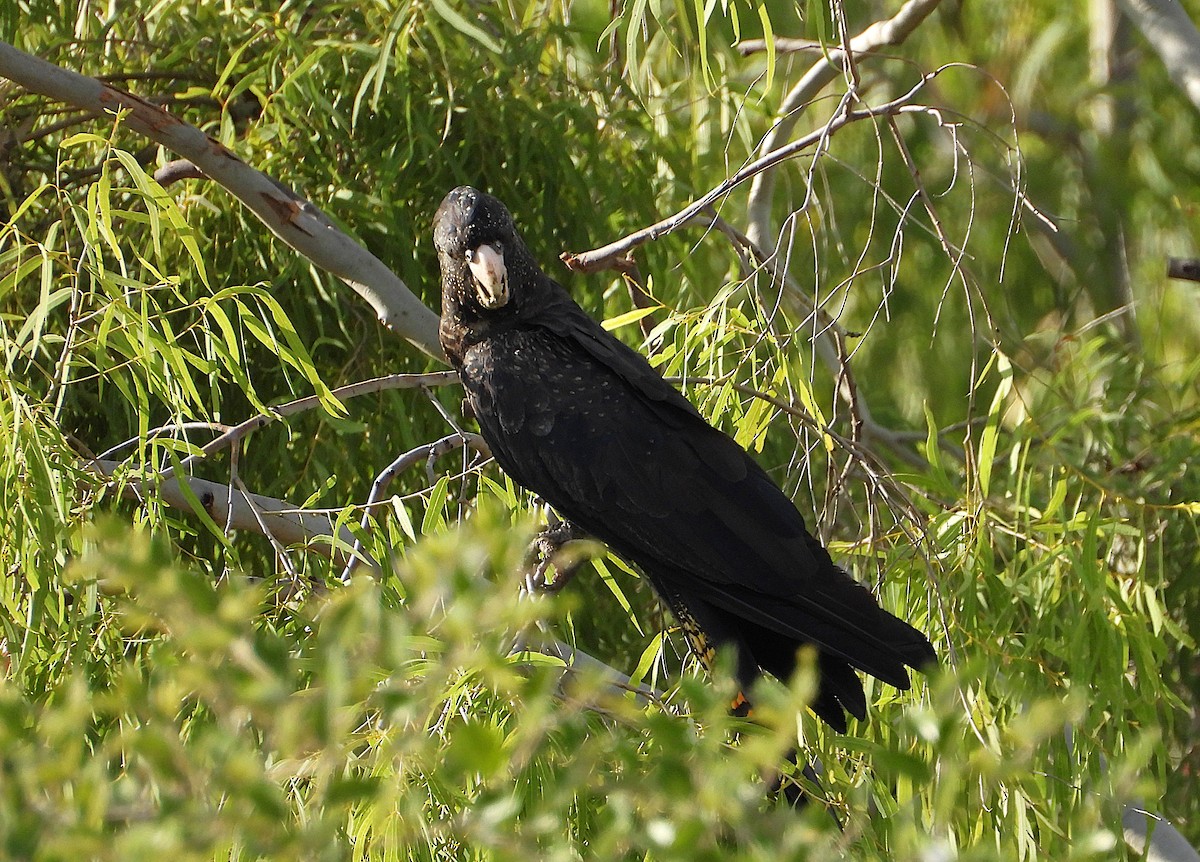 Red-tailed Black-Cockatoo - ML638213101