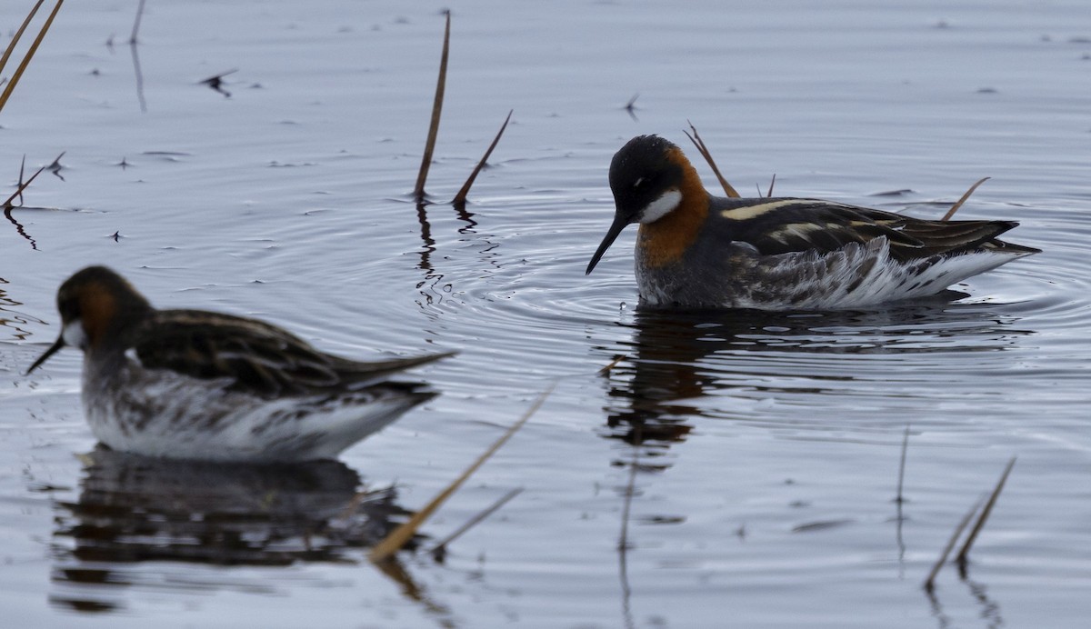 Red-necked Phalarope - ML638213102