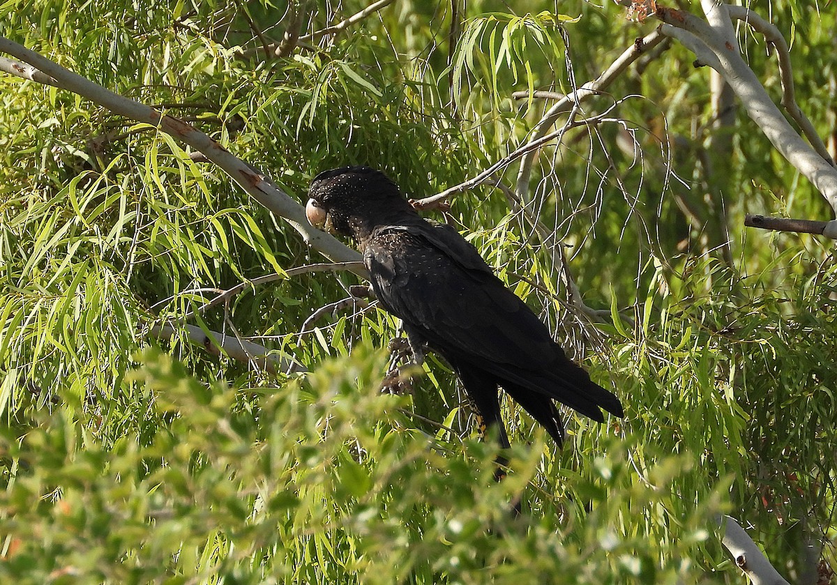 Red-tailed Black-Cockatoo - ML638213105