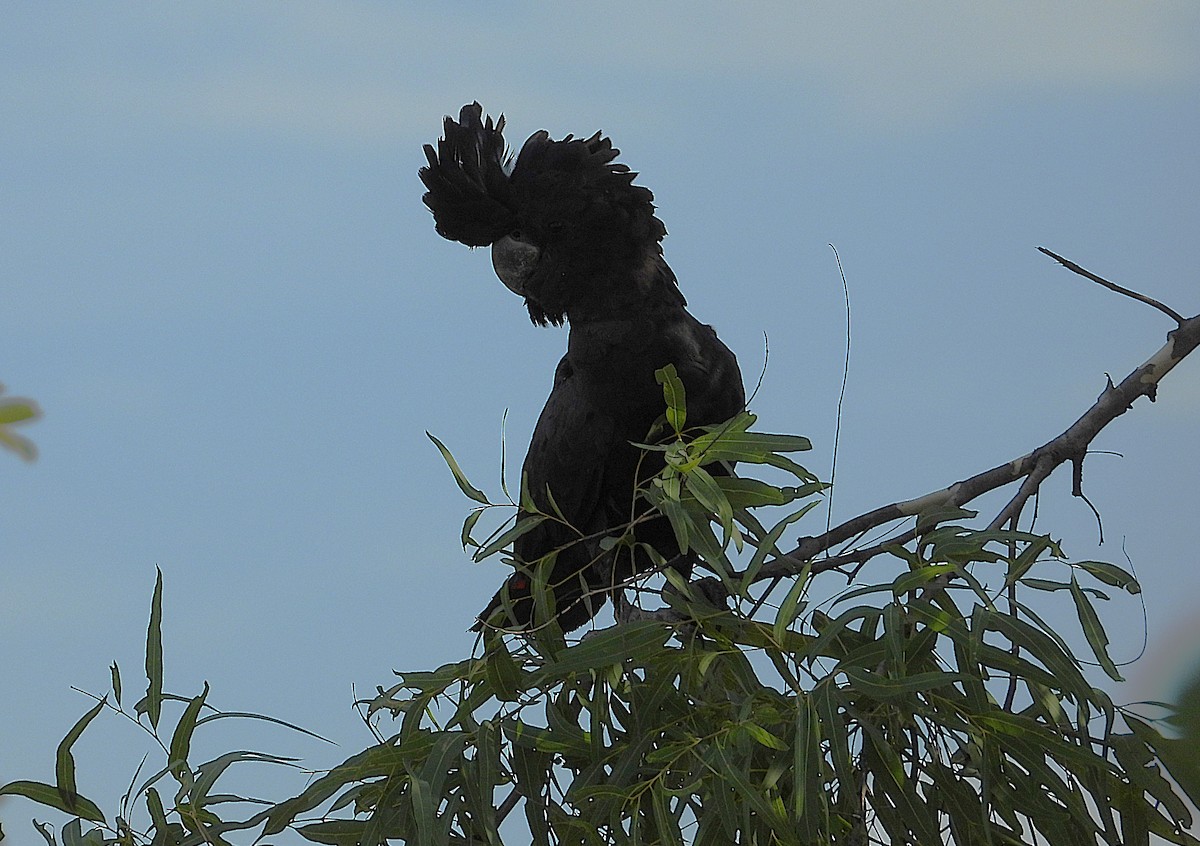 Red-tailed Black-Cockatoo - ML638213106