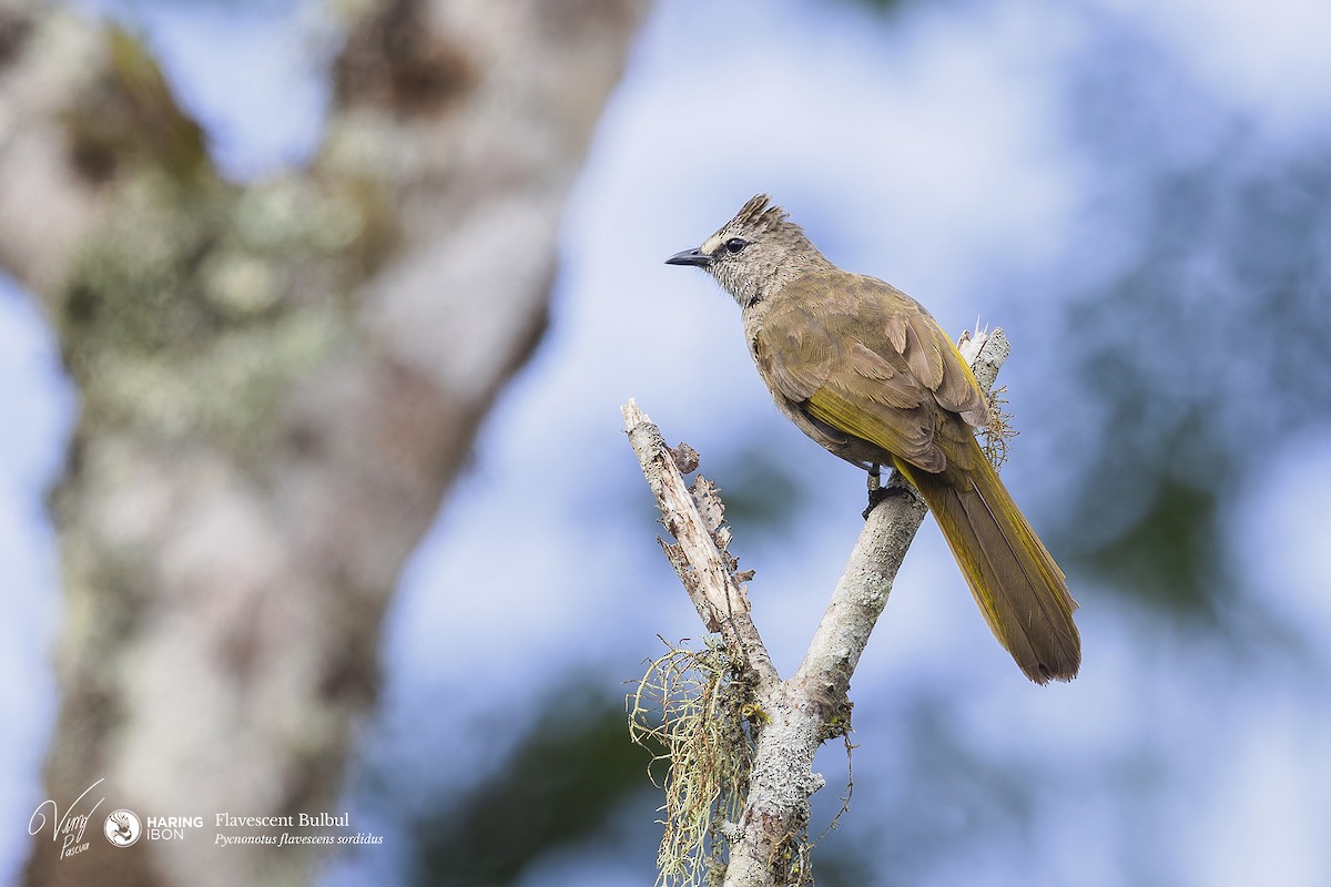 Flavescent Bulbul - ML638213112
