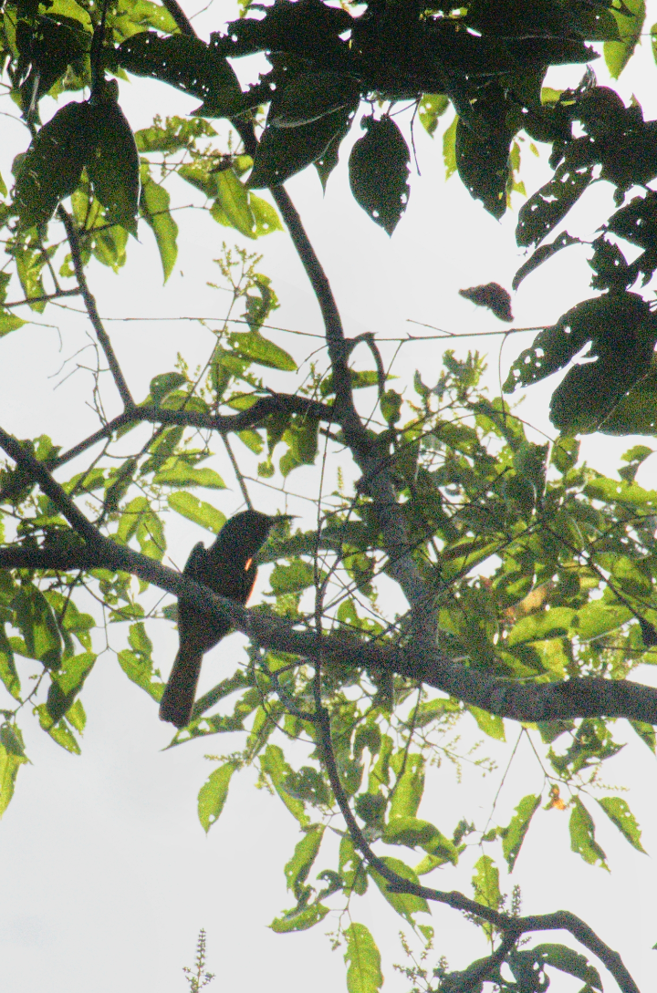 Blue-bearded Bee-eater - ML638213113
