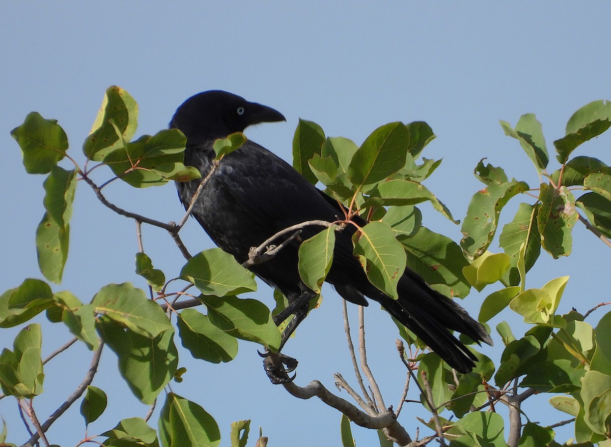 Torresian Crow - ML638213121