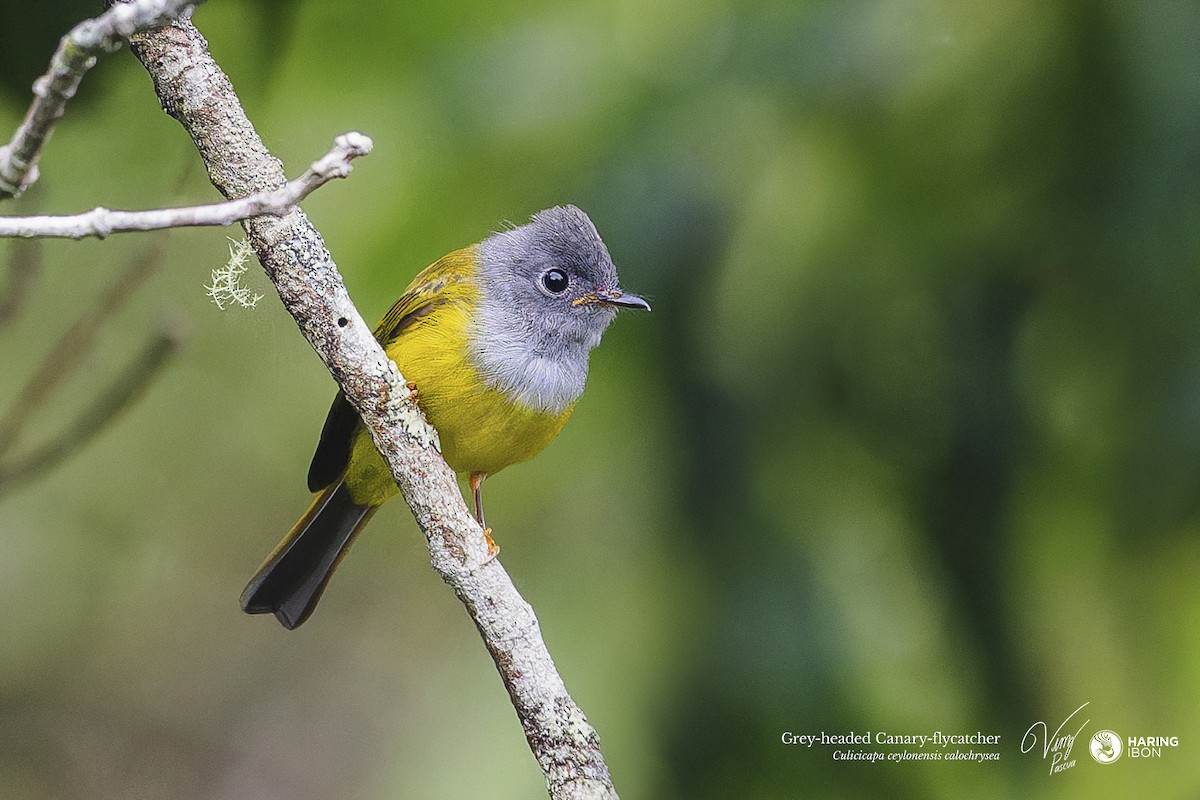 Gray-headed Canary-Flycatcher - ML638213134