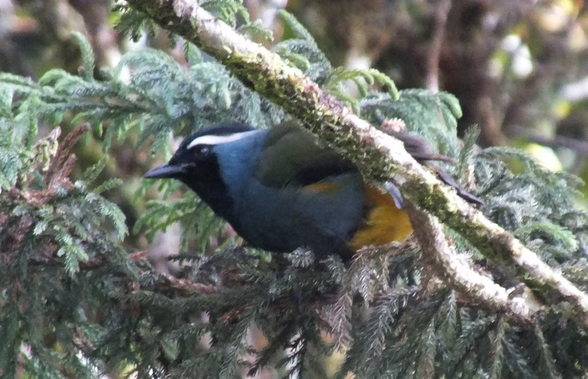 Western/Eastern Crested Berrypecker - ML638213135