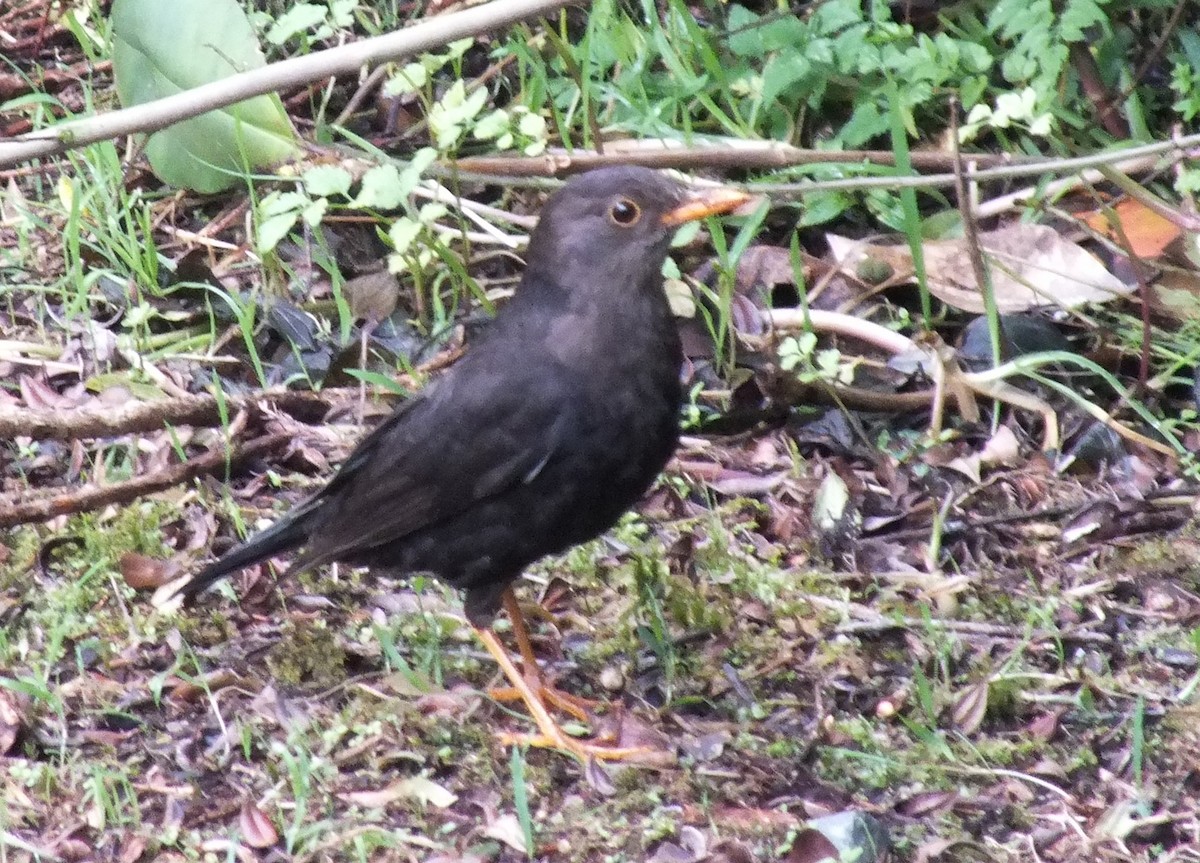 Papuan Island-Thrush - ML638213136