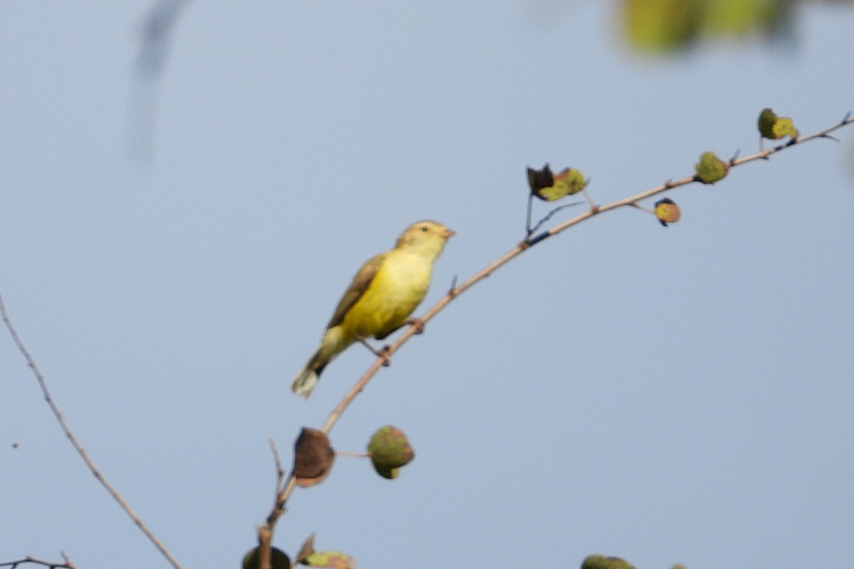 Weebill - ML638213140