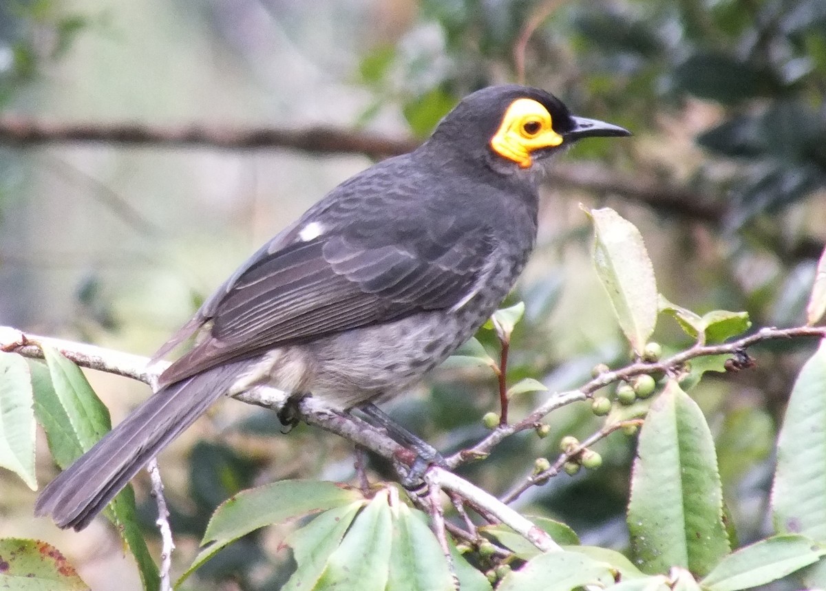 Smoky Honeyeater - ML638213175