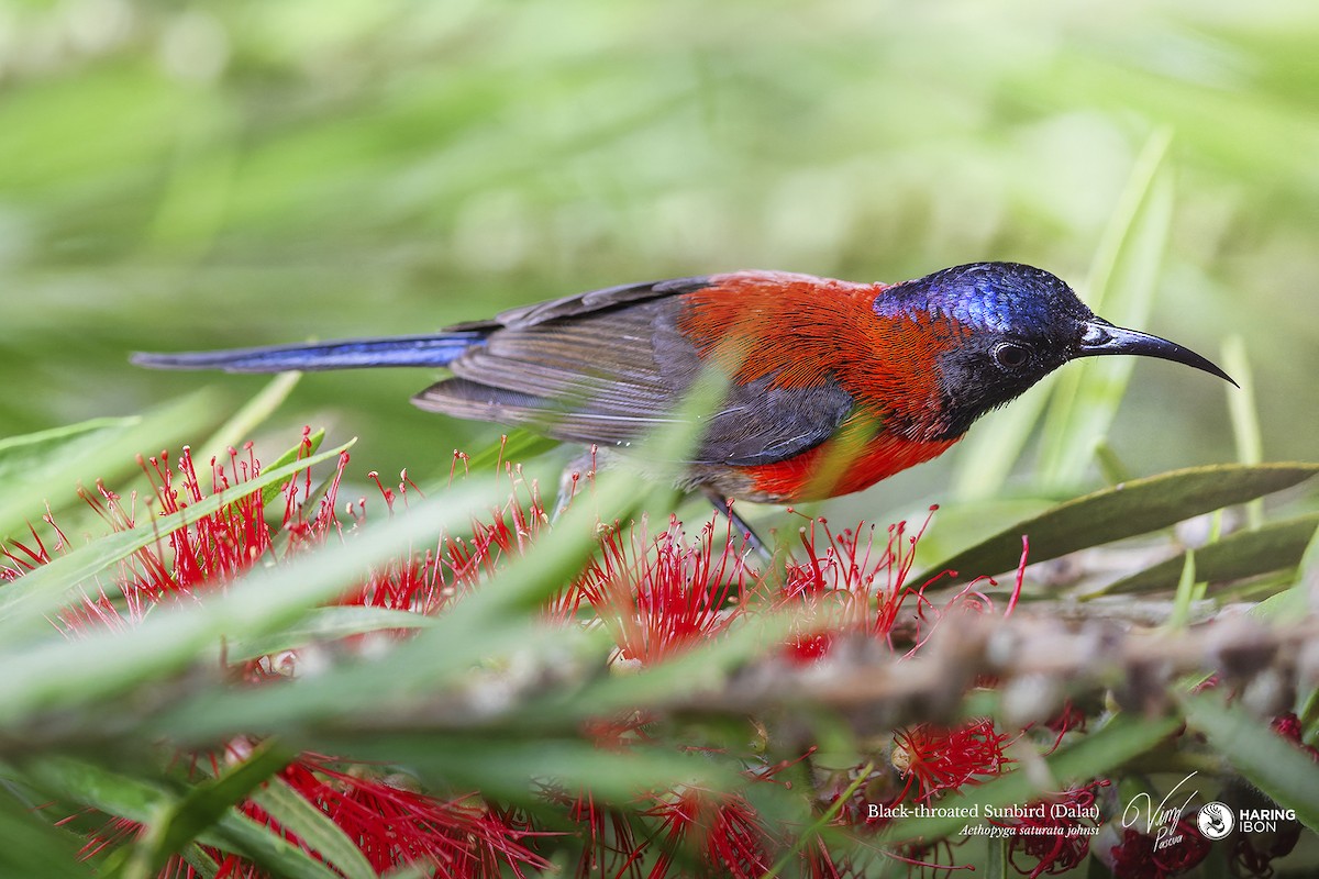 Schwarzkehl-Nektarvogel (johnsi) - ML638213181