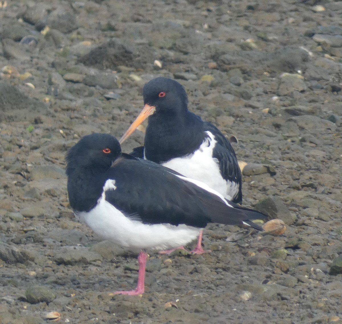 South Island Oystercatcher - ML638213205