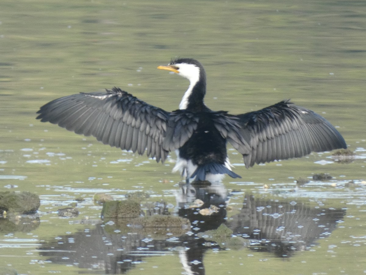 Cormoran pie - ML638213216