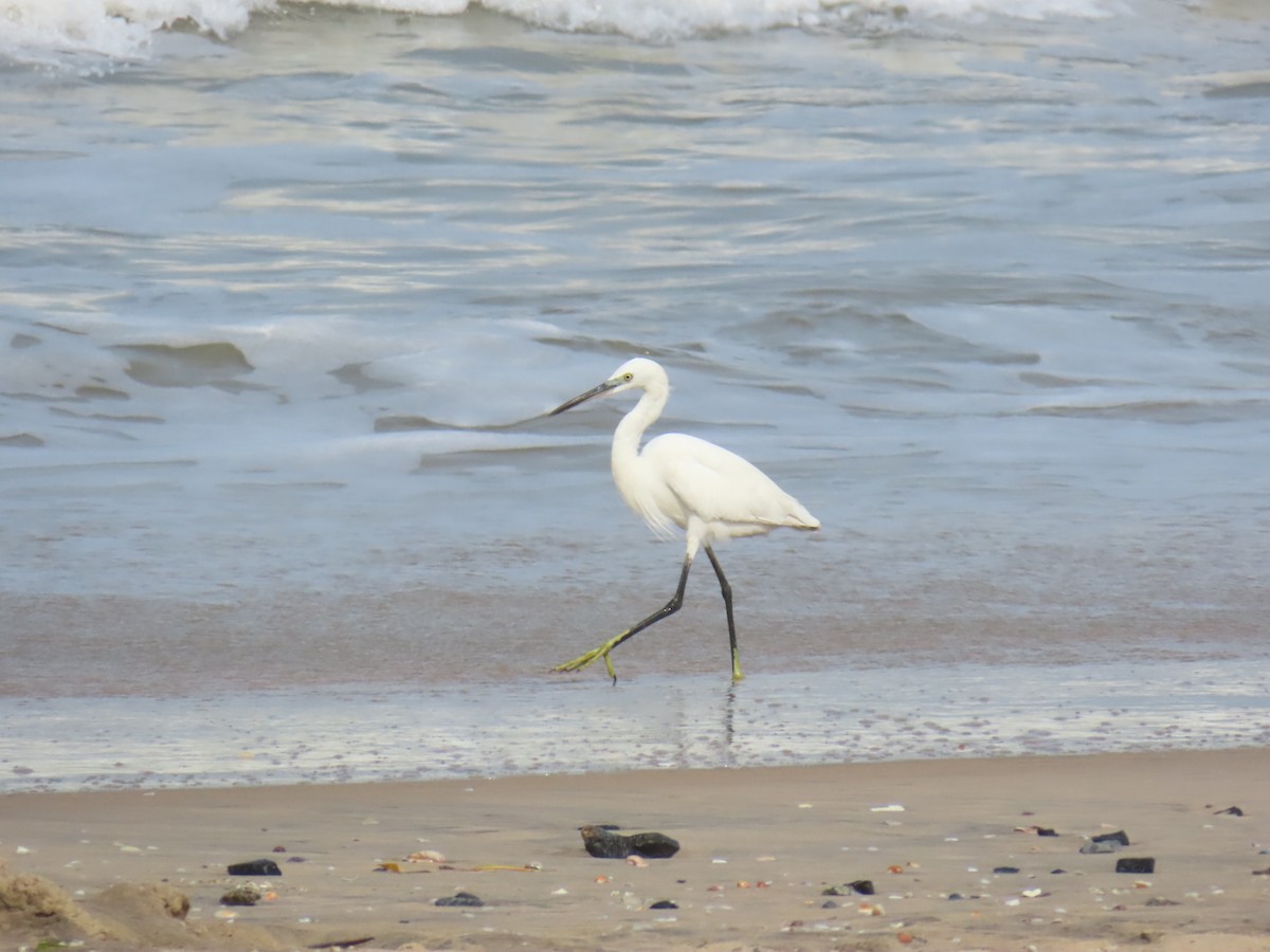 Little Egret - ML638213225
