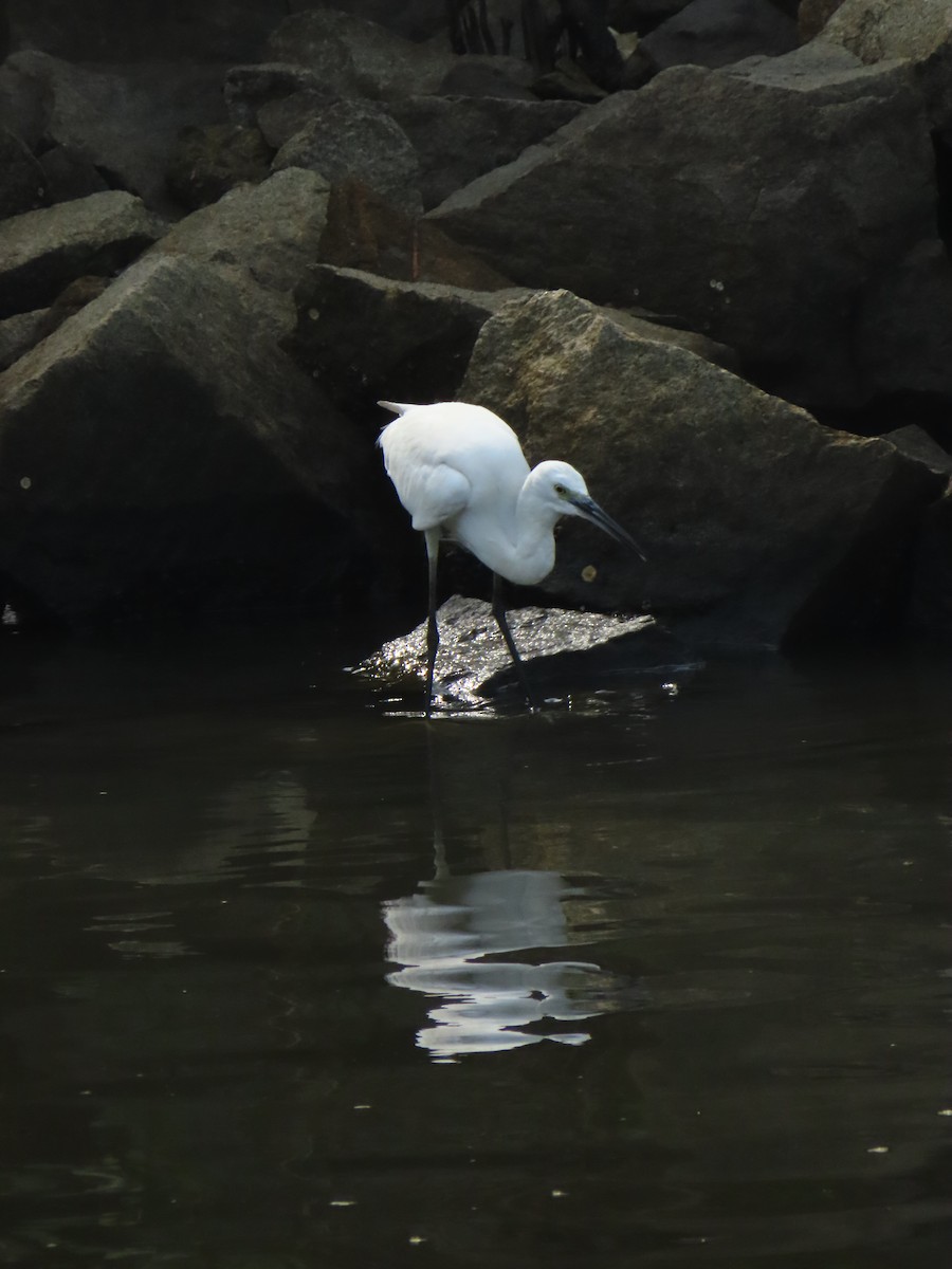 Little Egret - ML638213226