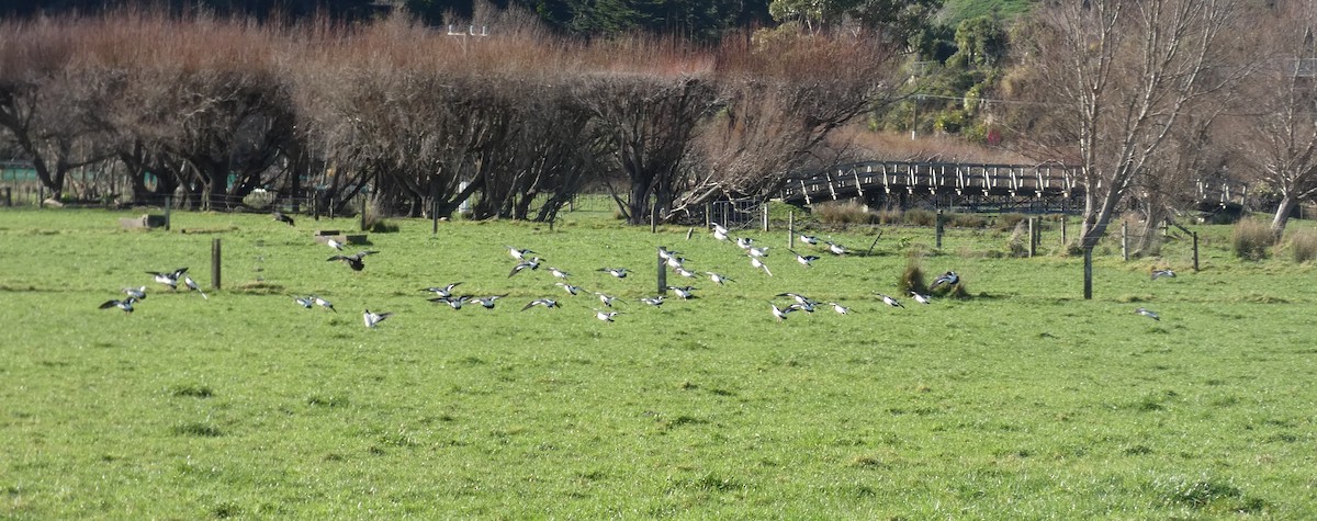 South Island Oystercatcher - ML638213230