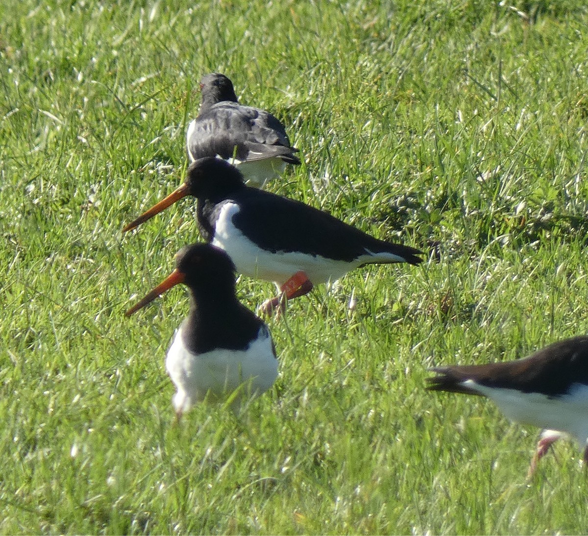 South Island Oystercatcher - ML638213231