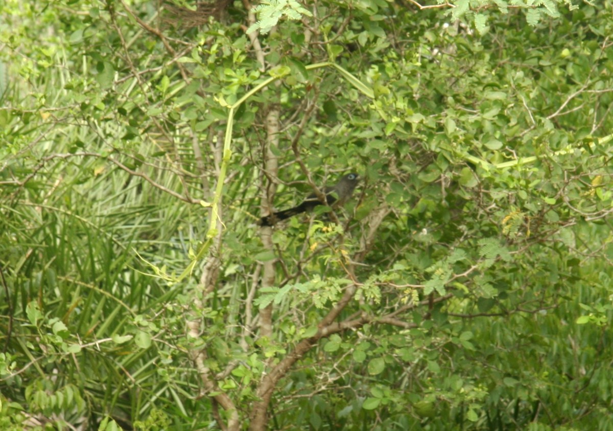 Blue-faced Malkoha - ML638213242