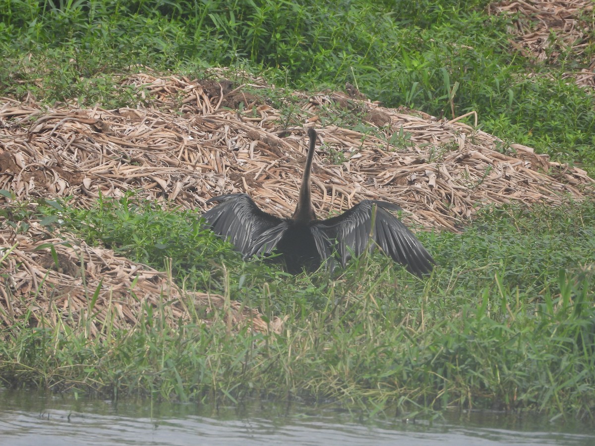 Oriental Darter - ML638213243