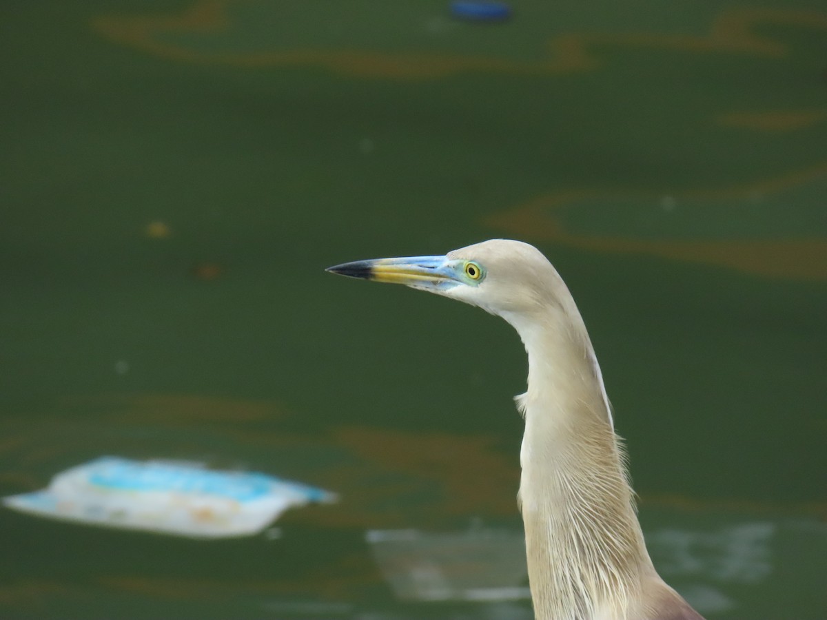 Indian Pond-Heron - ML638213250