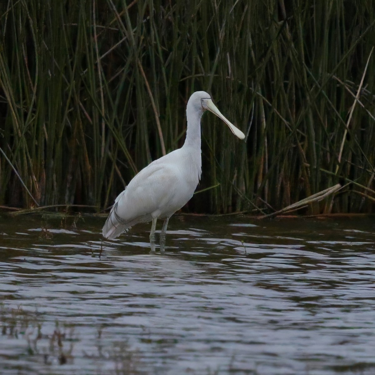 Yellow-billed Spoonbill - ML638213253