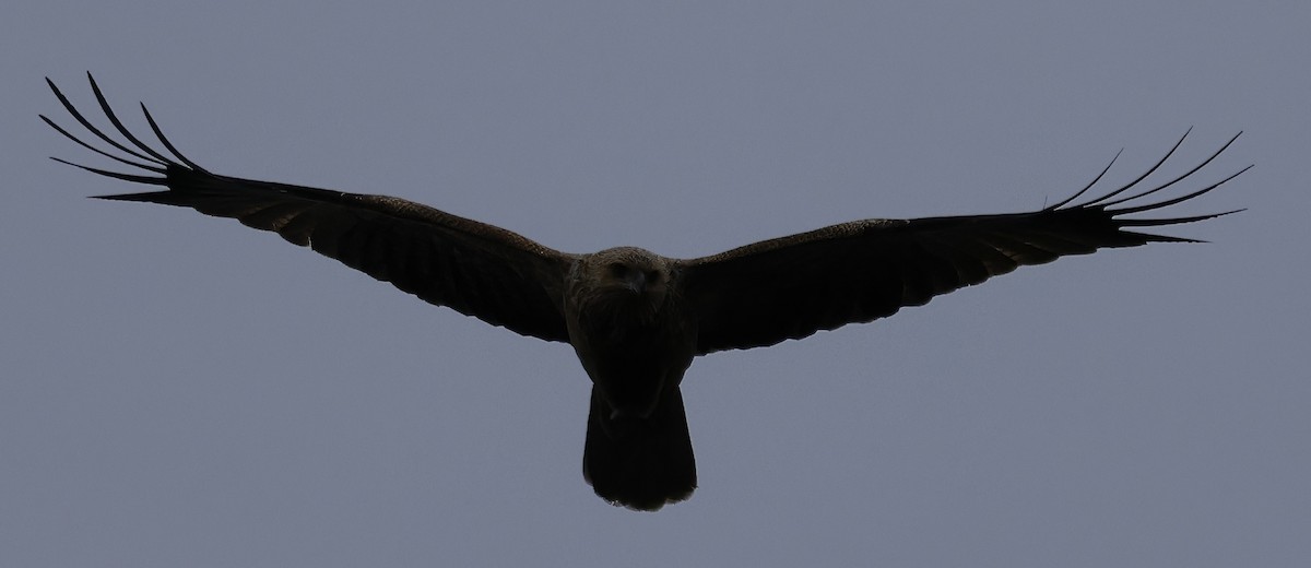 Whistling Kite - ML638213258